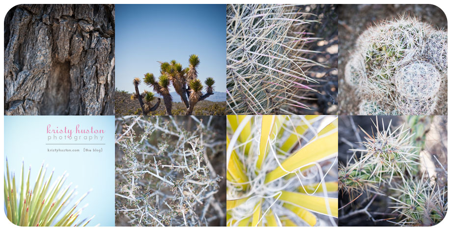 mojave_desert_joshua_tree_cactus